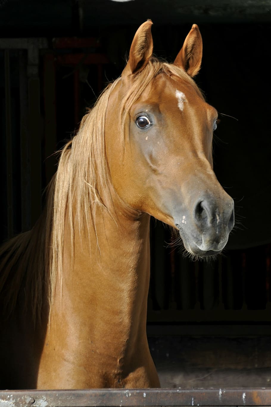 brown horse photo, thoroughbred arabian, animal, stall, attention, HD wallpaper