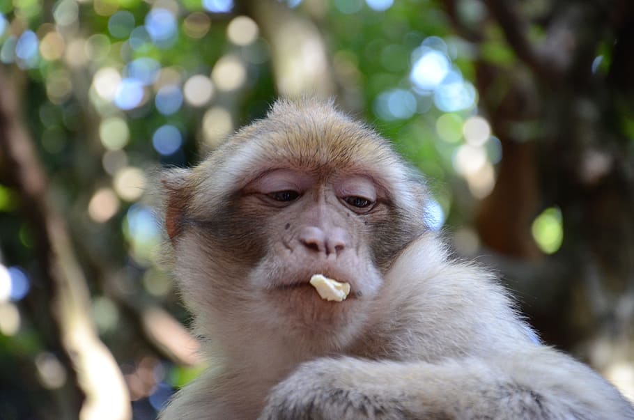 monkey, face, zoo, primate, animal, mammal, portrait, animal themes HD wallpaper