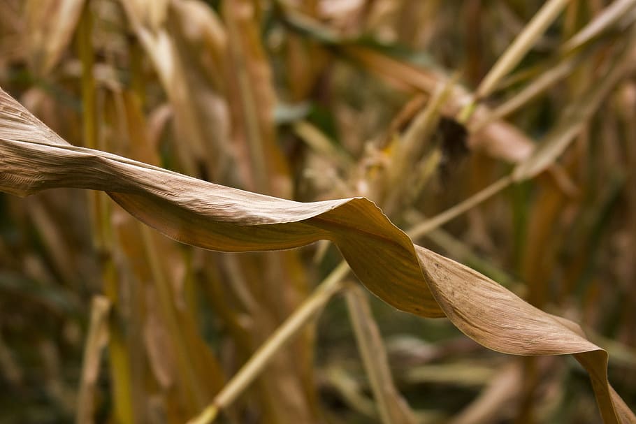 corn, yellow, orange, closeup, vetegarianskij, vegetables, autumn HD wallpaper