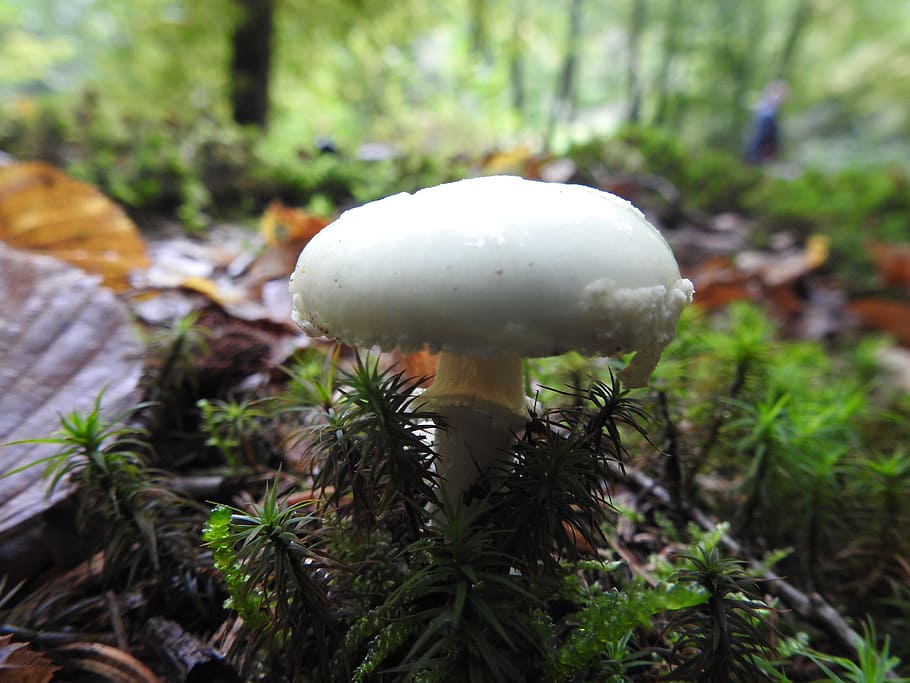 HD wallpaper: mushroom, forest floor, forest mushroom, mushroom picking