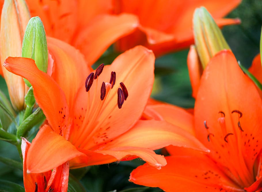 flowers, orange, nectar, green, leafs, flowering plant, petal HD wallpaper