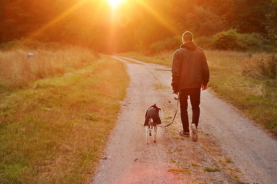 man in black jacket holding dog leash walking through grass field HD wallpaper