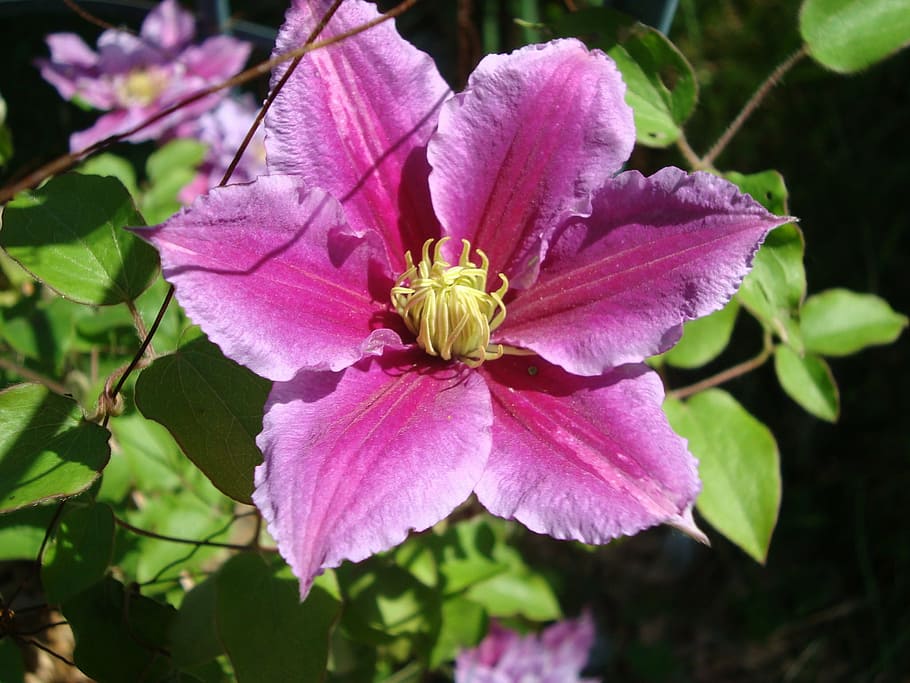 clematis, flower, bloom, pink, flowering plant, petal, beauty in nature HD wallpaper