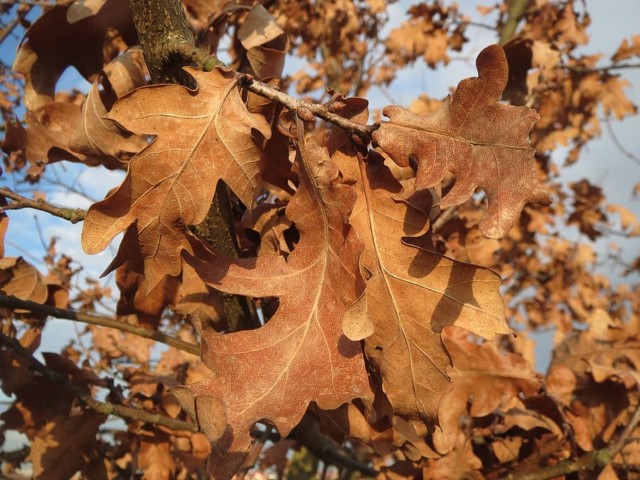 HD wallpaper oak leaves quercus sessile oak quercus petraea winter oak   Wallpaper Flare