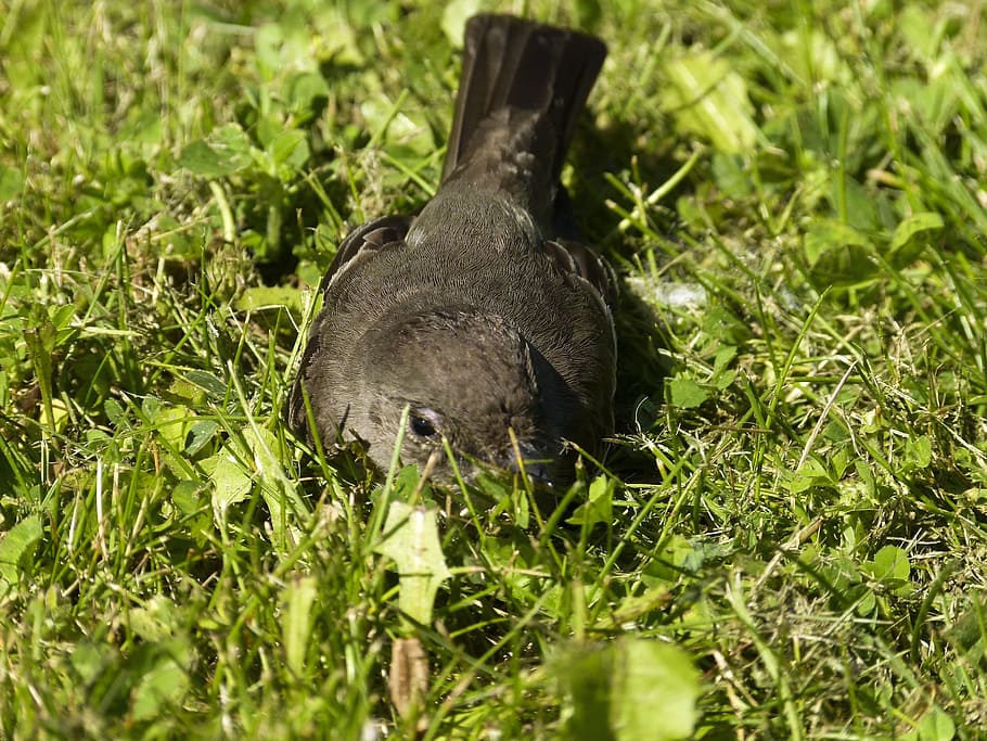 Sparrow, Sperling, Bird, Feathered, grass, nature, animal, close-up HD wallpaper