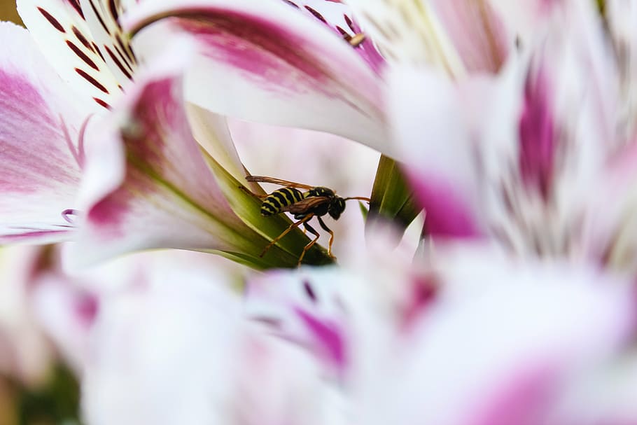 osa, insect, summer, flower, macro, nature, close-up, plant HD wallpaper