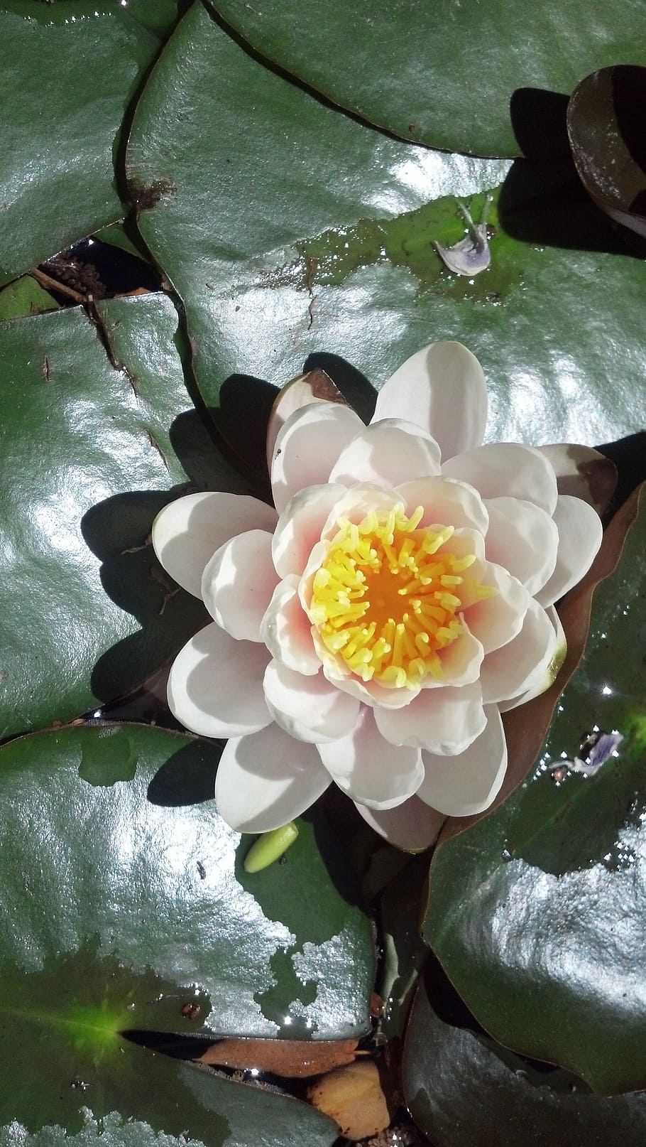 white, lily pad, flower, flowering plant, beauty in nature HD wallpaper