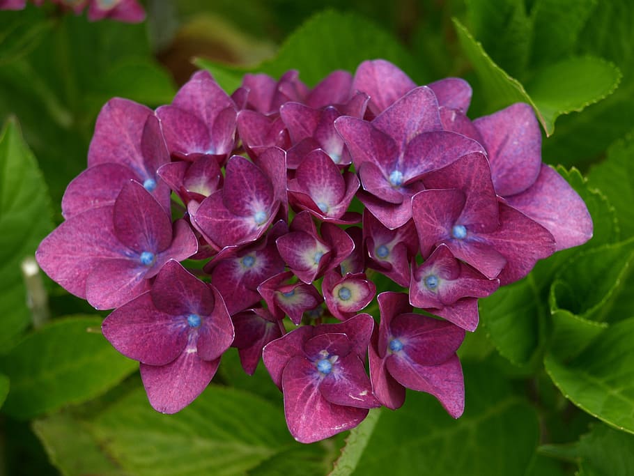 Hydrangea, Blossom, Bloom, Violet, ornamental shrub, greenhouse hydrangea HD wallpaper