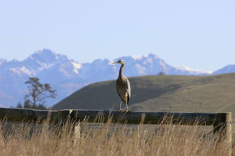 white-faced heron, bird, mountains, kaikoura, new zealand, nature, HD wallpaper