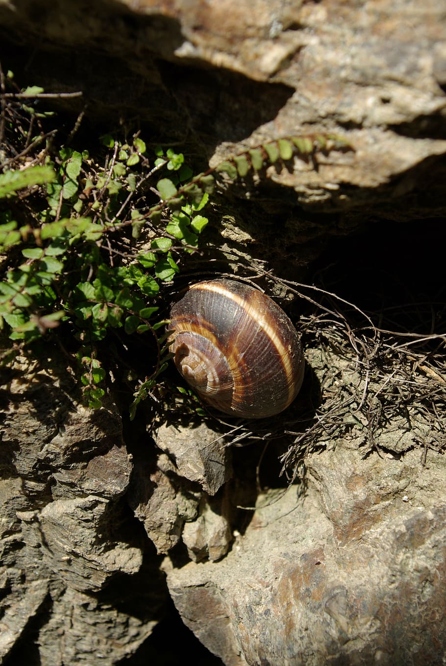 animals, snail, wall, nature, shell, animal Shell, brown, animal wildlife HD wallpaper