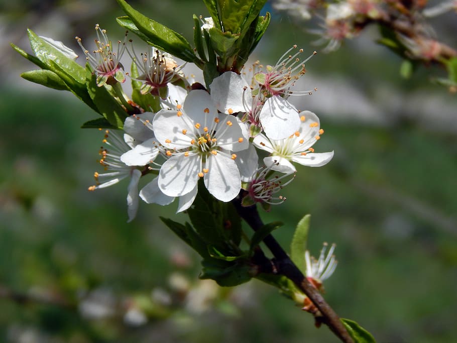 branch, flower, colors, spring, flowering plant, fragility HD wallpaper