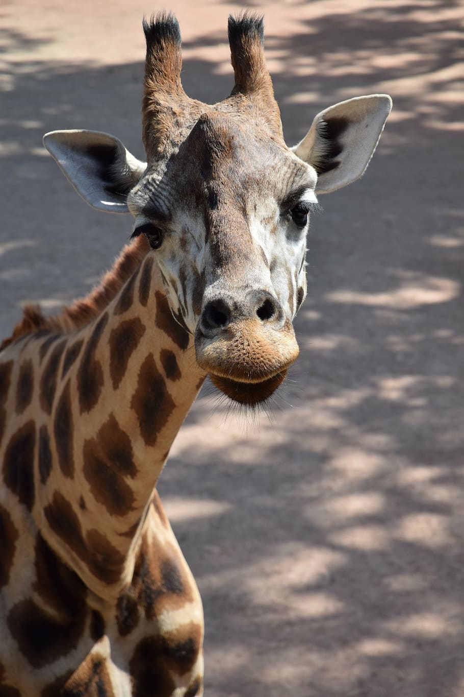 giraffe, nature, animals, animal themes, one animal, animal wildlife HD wallpaper