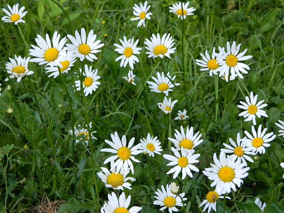 daisy, daisies, flower, summer, nature, bloom, meadow, flowering plant HD wallpaper