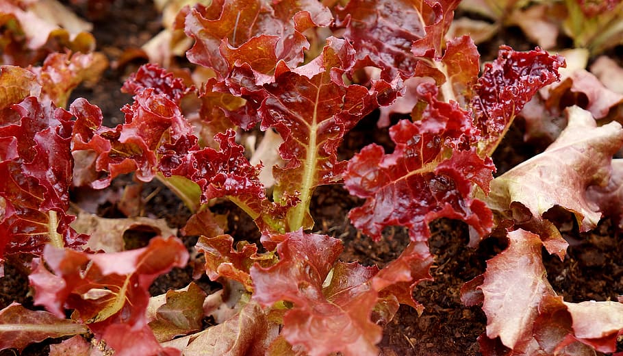 natural, vegetables, background, close-up, red, no people, full frame HD wallpaper