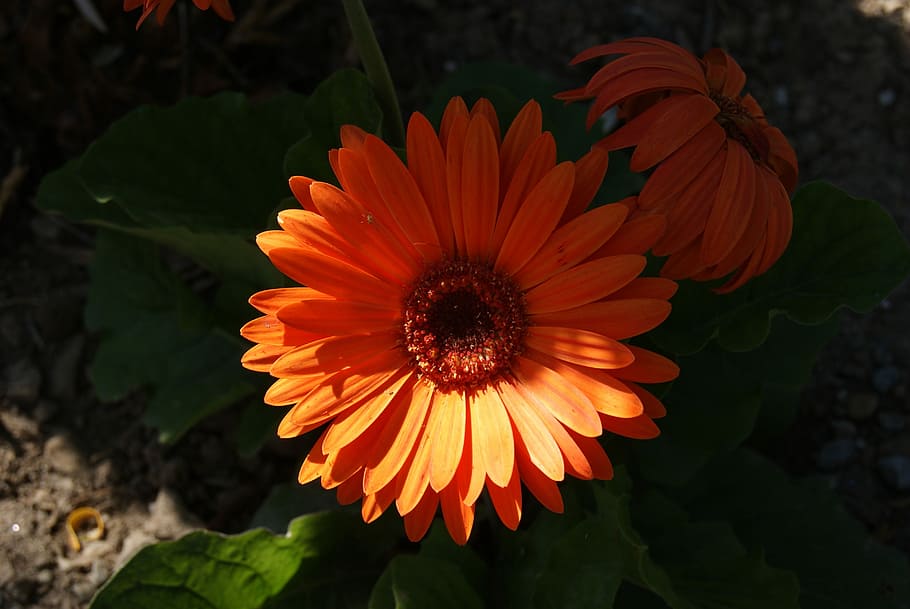 Flower, Nature, Ora, Botanical, Summer, flora, fresh, spring HD wallpaper