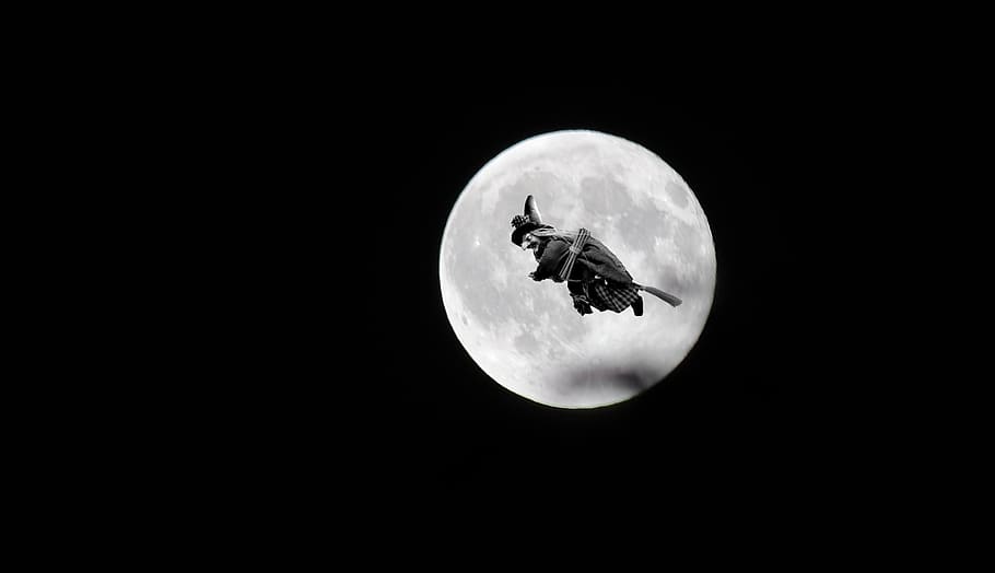 moon, nature, animal, animal themes, one animal, animals in the wild HD wallpaper