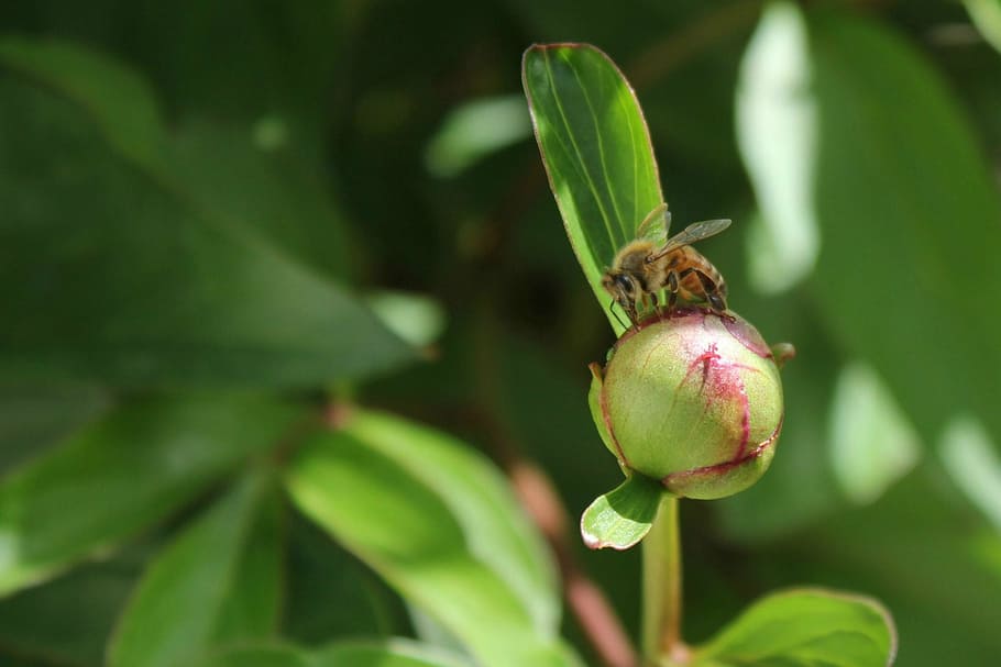bee, honey bee, macro, insect, nature, flower, peony, bug, flying HD wallpaper