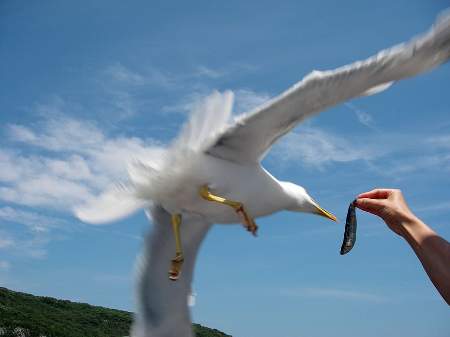 seagull, bird, fish, hand, feed, animal, water, wind, water bird HD wallpaper