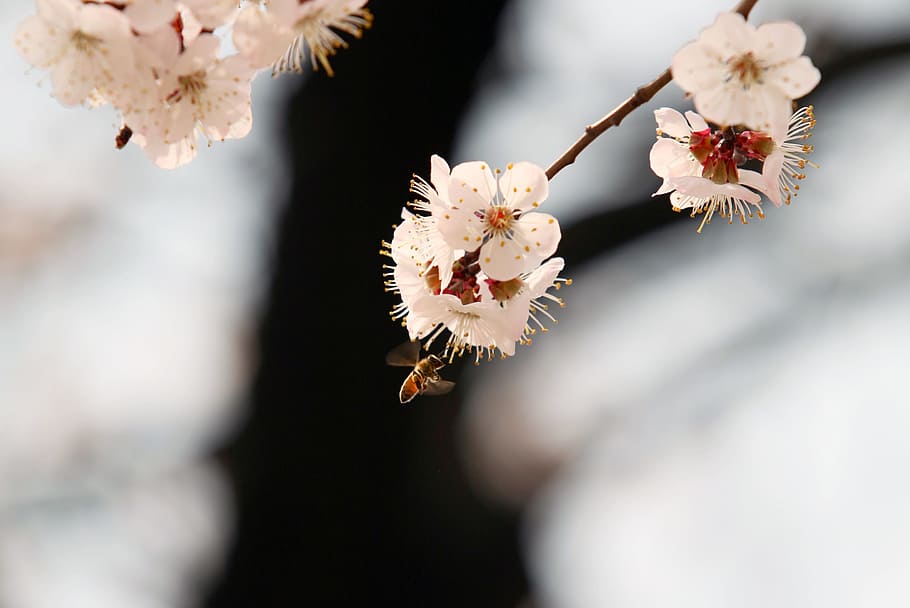 bee, cherry blossom, spring, april, nature, flower tree, wood HD wallpaper