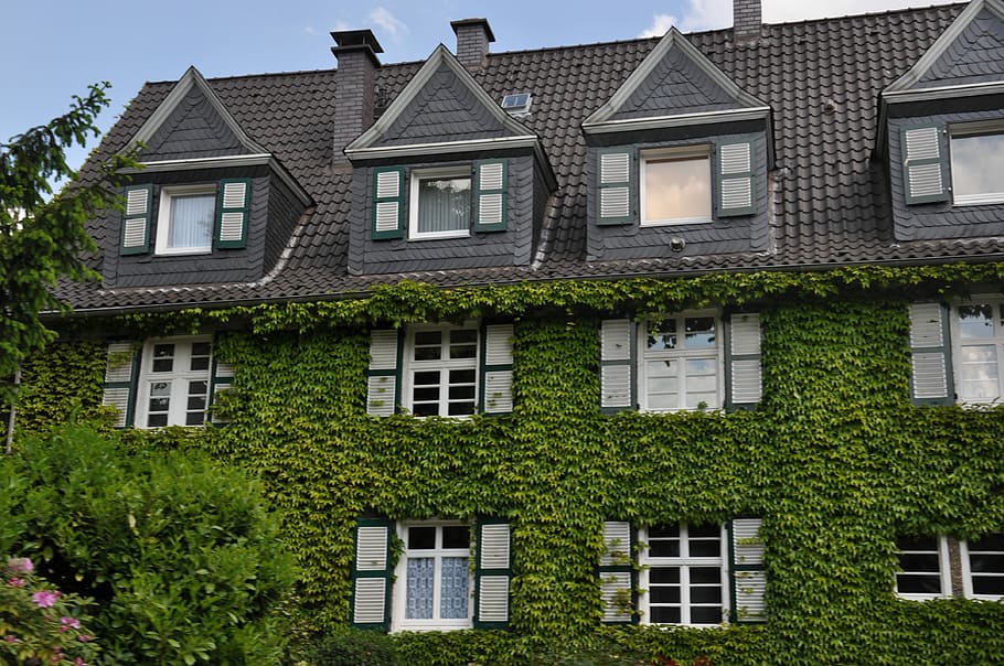 Home, Green, Building, Shutter, Romantic, ingrowing, nature HD wallpaper