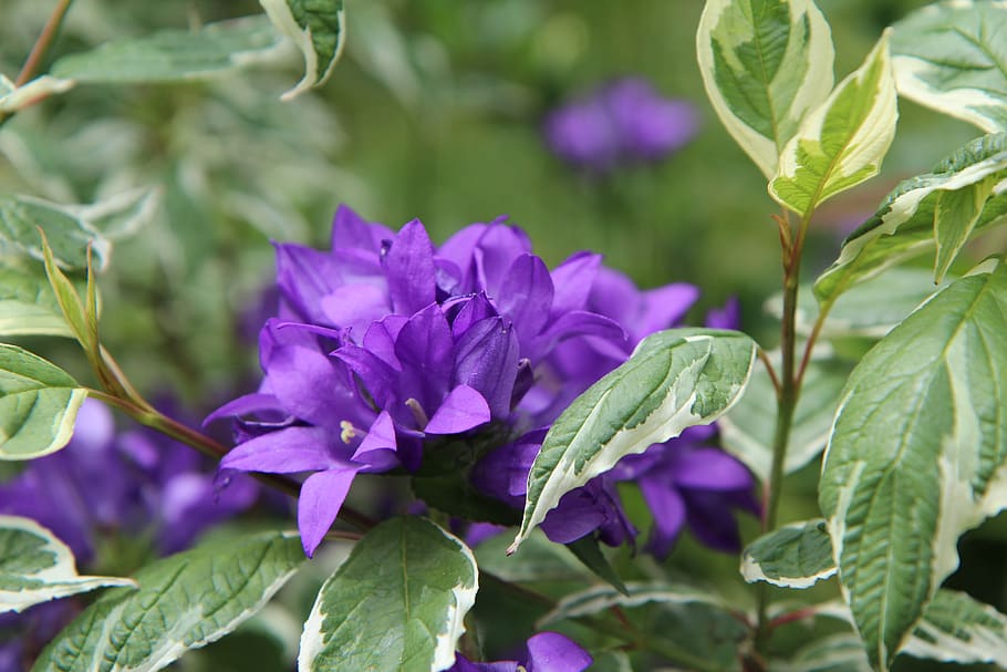 purple flower, flowering, perennial, violet flowers, purple flowers, HD wallpaper