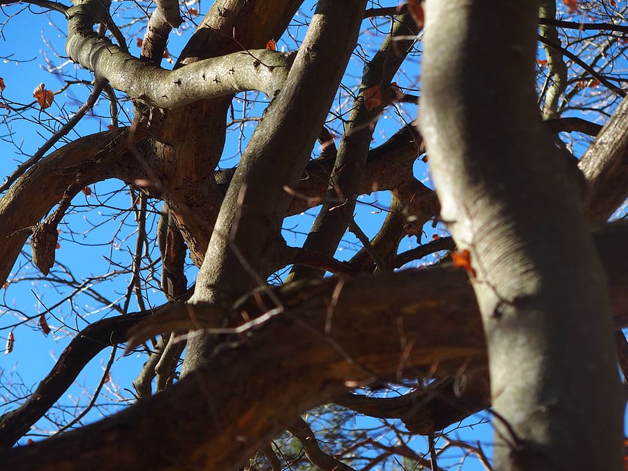 spring, blue sky, tree, kahl, low angle view, plant, branch HD wallpaper