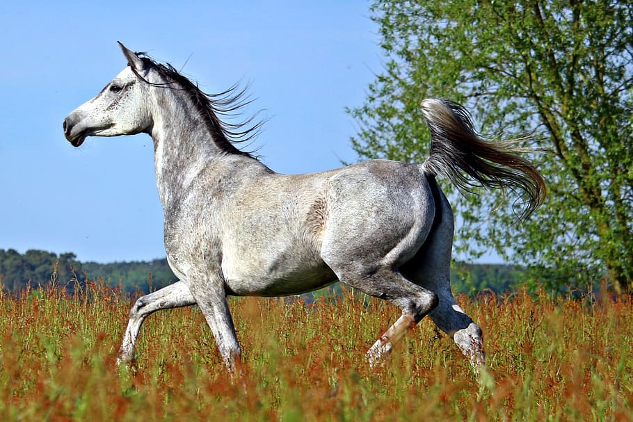 white horse running on grass field at day time, mold, thoroughbred arabian