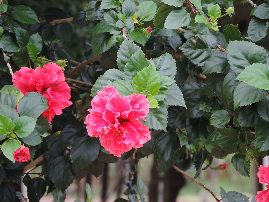 flowers, network, pink, nature, red flower, sunny, bloom, petal HD wallpaper