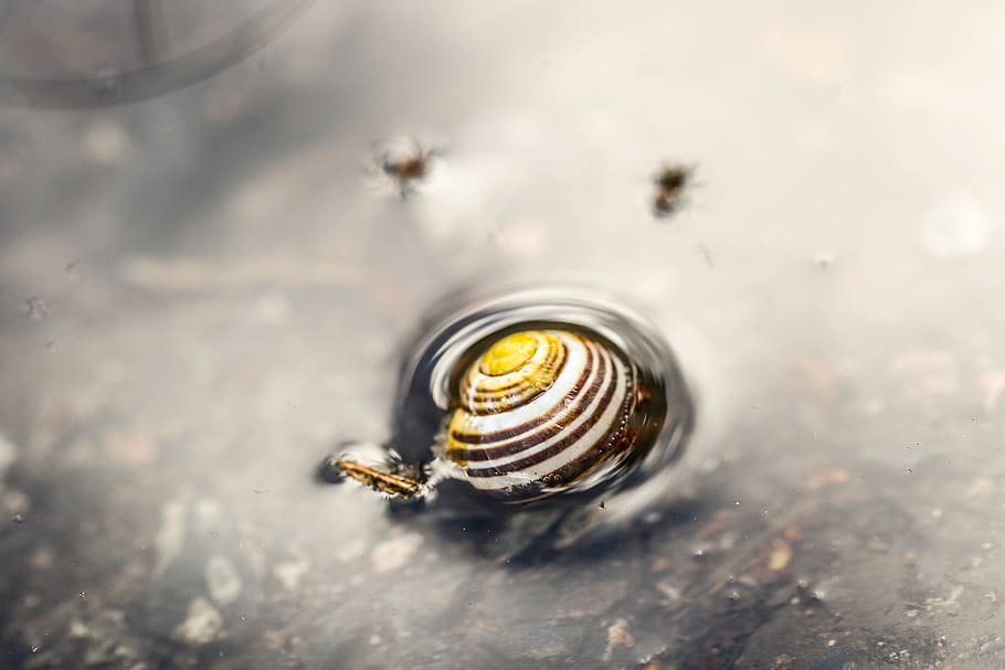 snail, puddle, water, macro, nature, animal wildlife, animal shell HD wallpaper