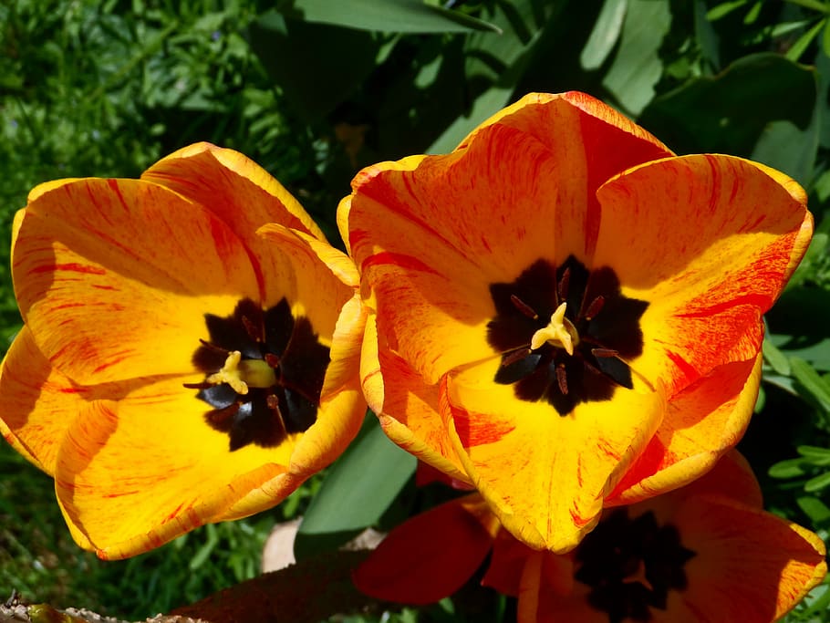 Tulips, Orange, Yellow, Light, Blossom, bloom, flower, spring HD wallpaper