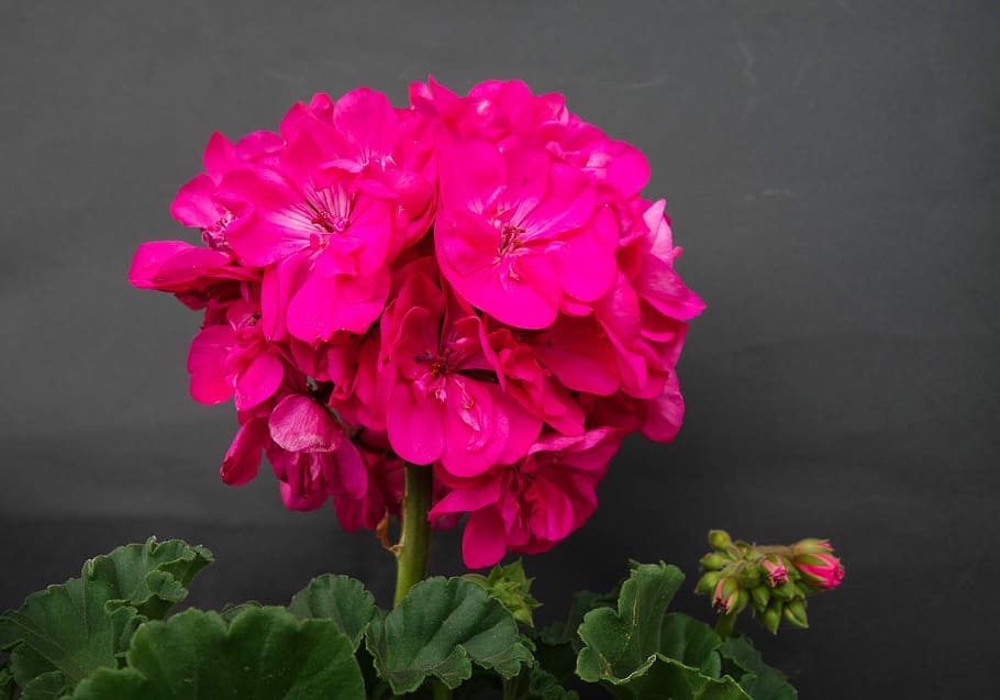 pink petaled flower, geranium, blossom, bloom, nature, balcony plant HD wallpaper