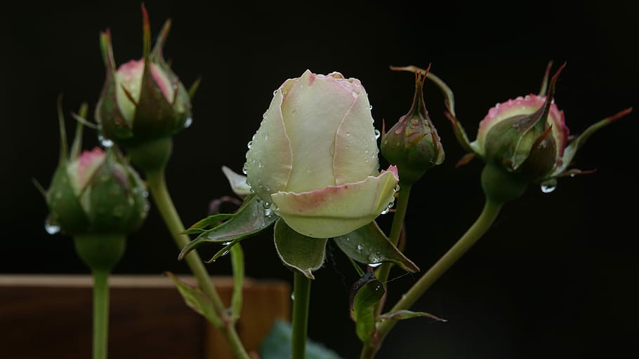 pink, hatching, plant, flower, flowering plant, close-up, freshness HD wallpaper