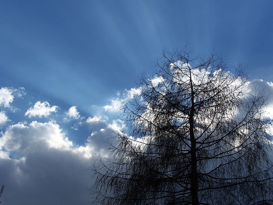 sky, clouds, tree, dark, cloud - sky, plant, bare tree, low angle view HD wallpaper