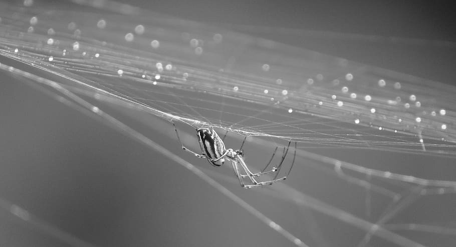 nature, spider, insect, web, arachnid, invertebrate, animal themes HD wallpaper