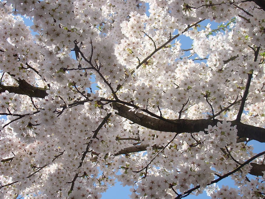 blossom, white, tree, branches, spring, nature, plant, flowering plant HD wallpaper