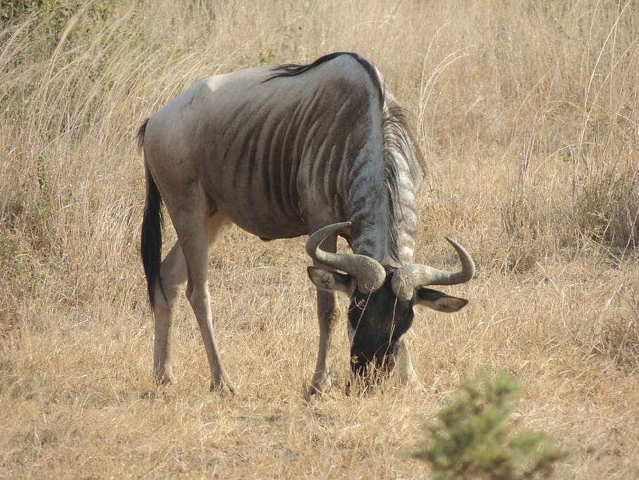 wildebeest, africa, wildlife, nature, animal, safari, african, HD wallpaper