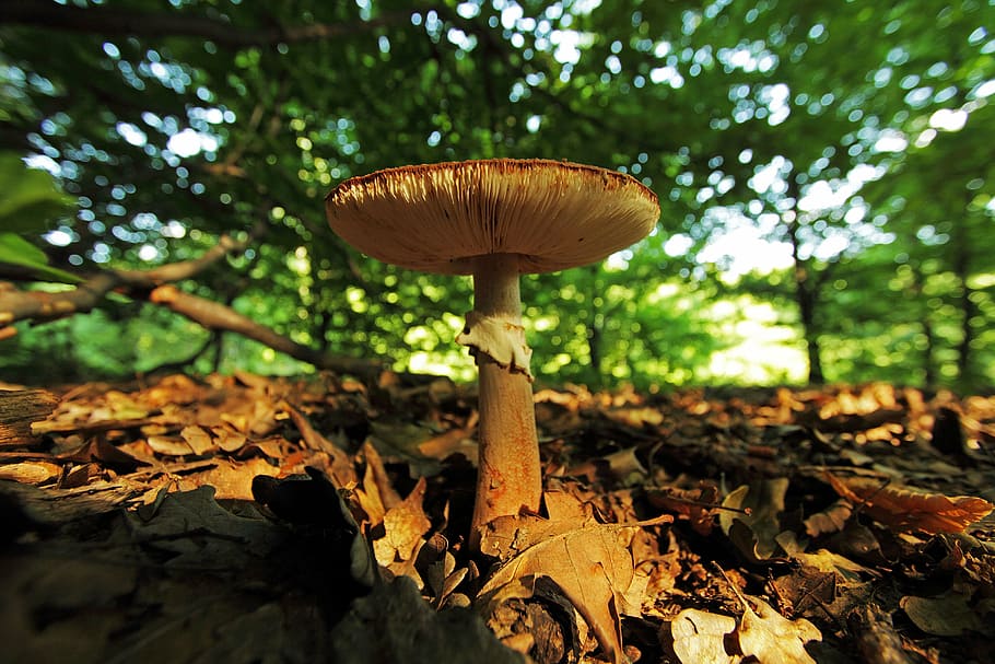 sponge, foliage, forest, autumn, fungus, mushroom, growth, plant HD wallpaper