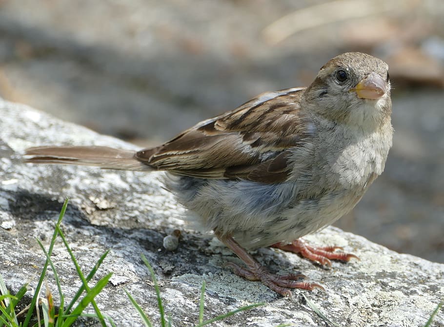 sparrow, sperling, bird, cheeky, animal themes, vertebrate HD wallpaper