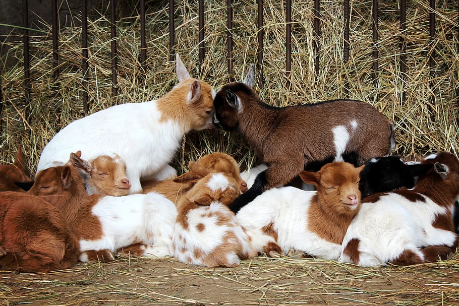 animals on cage, goats, goat baby, breeding, kids, nap, farm, HD wallpaper