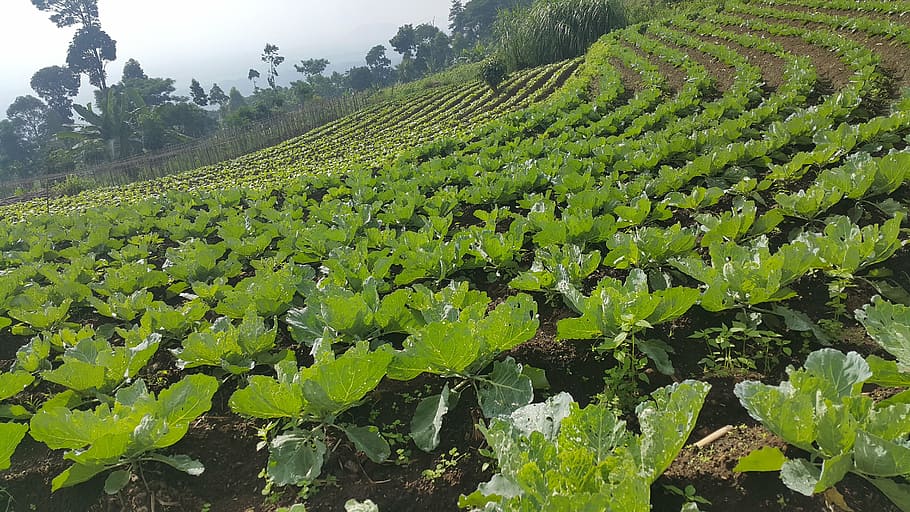 cabbage, vegetables, agriculture, pattern, growth, plant, crop HD wallpaper