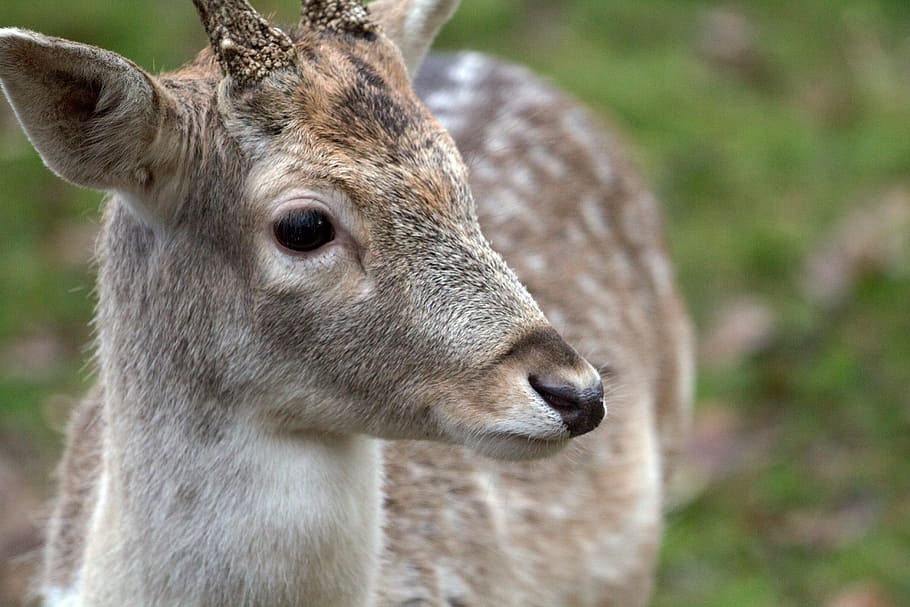 hirsch, fallow deer, forest, animal, animal themes, animals in the wild HD wallpaper
