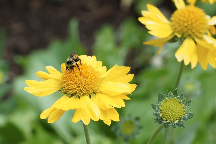 daisy, bee, yellow, flower, pollen, spring, flowering plant HD wallpaper