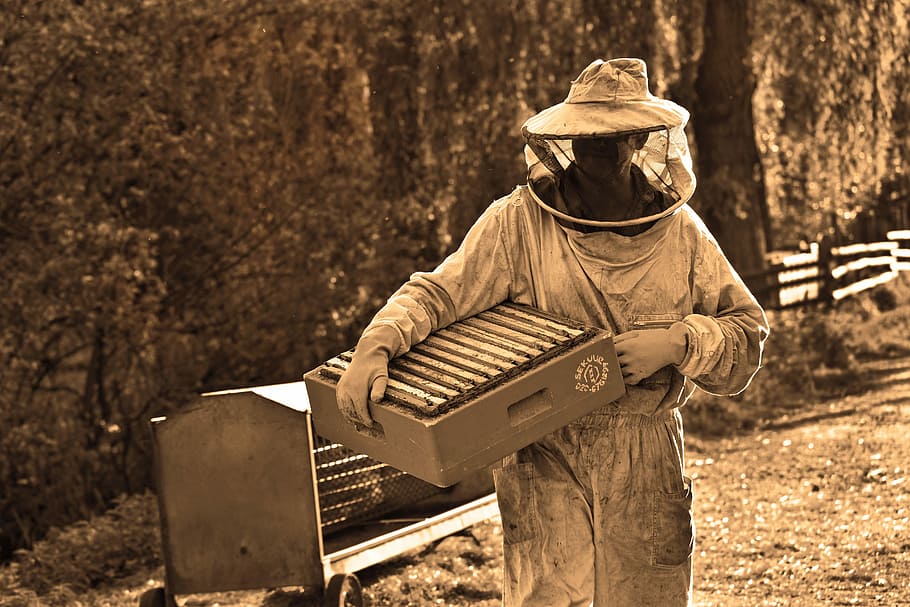 grayscale photography of person holding bee cabinet, man, beekeeper