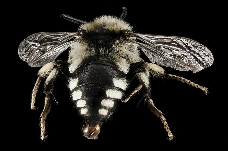 mimic bee fly, insect, macro, mounted, portrait, nature, wildlife HD wallpaper