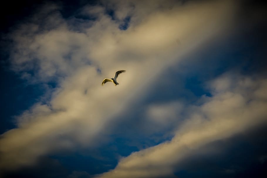 bird, sunset, clouds, sky, flying, flight, vertebrate, animals in the wild HD wallpaper