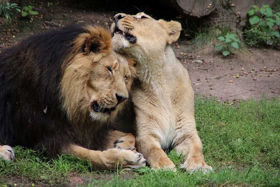 Lion and Lioness loving each other on green grass field, zoo HD wallpaper