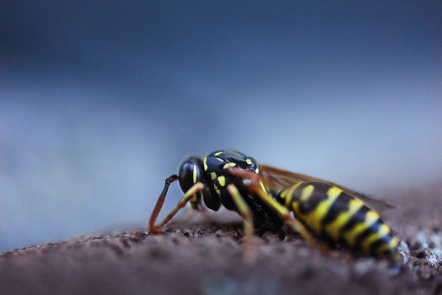 wasp, close, sky, insect, macro, animal, sting, one animal HD wallpaper