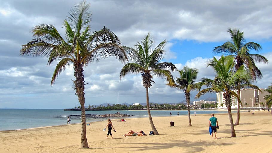 several palm trees at the beach during daytime, Lanzarote, Beach, Sand, HD wallpaper