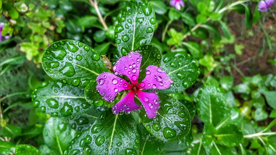 nature, flora, leaf, garden, flower, drop, wet, beauty in nature HD wallpaper