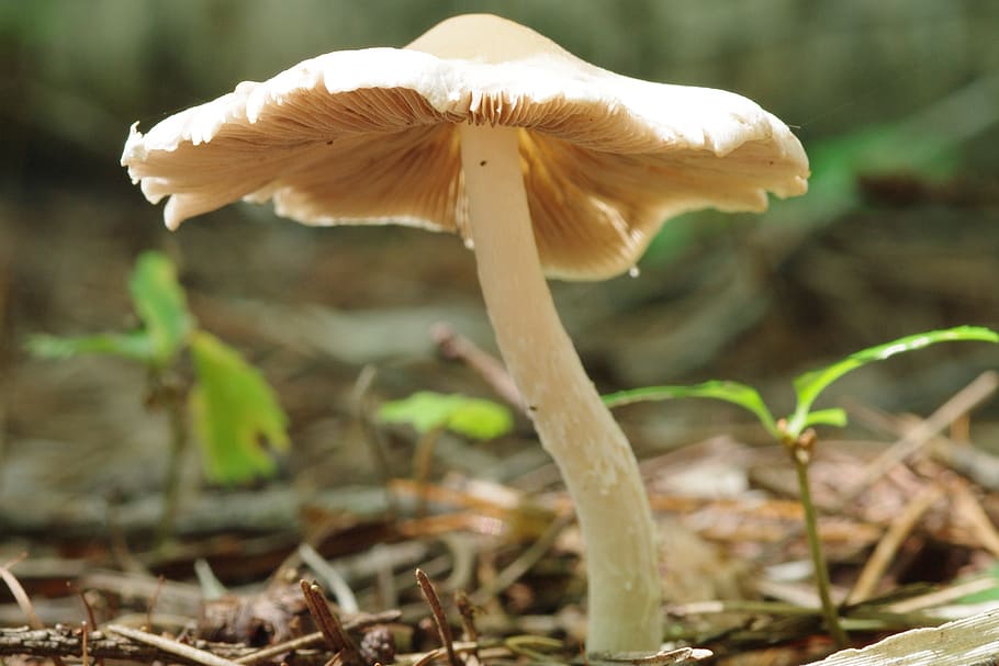 mushroom, autumn, fall, forest, nature, fungus, vegetable, growth HD wallpaper